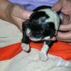 Orange collar male, wavy coat. Newborn picture. 