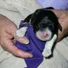 Purple collar male, curly coat. Newborn picture. 