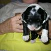 Yellow collar male (formally orange collar). One week old. 