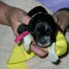 Pink collar female, wavy coat. Newborn picture. 