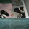 At three weeks of age, these puppies are already starting their paper training! 