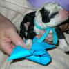 Blue collar male, curly coat. Newborn picture. 