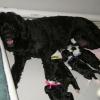 Mom and puppies relaxing at one week. 