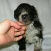 Female, orange yarn. Four weeks old. After bath.