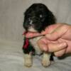 Male, red rick rack. Four weeks old. After bath.