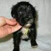 Female, yellow yarn. Four weeks old. After bath.