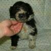 Female, orange yarn. Five weeks old. 