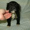 Female, yellow yarn. Five weeks old. 