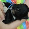 Snuggling puppy. Blue yarn boy at one week old.