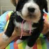 Pink yarn girl, three weeks old.