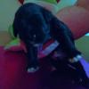 Purple yarn male at two weeks old. Black wavy coat with a white chest & paws. Pic #1.