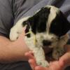 Yellow yarn female at 3.5 weeks old.