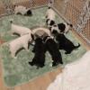 The puppies first time eating out of a bowl.