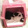 Napping in a crate.