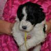 Yellow yarn female, 4 weeks old.