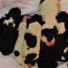 Close-up picture of all 8 newborn cuties! 