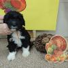 Orange Yarn female, 7 weeks old.