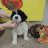 Yellow Yarn female, 7 weeks old.