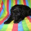 Purple collar boy. Three weeks old. 