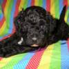 Purple collar boy. Four weeks old.