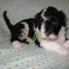 Lime green collar girl. Four weeks old. 