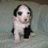 Pink collar girl. Four weeks old. 