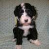 Yellow collar girl. Four weeks old. 