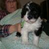 Lime green collar girl. Six weeks old. 