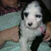 Pink collar girl. Six weeks old. 